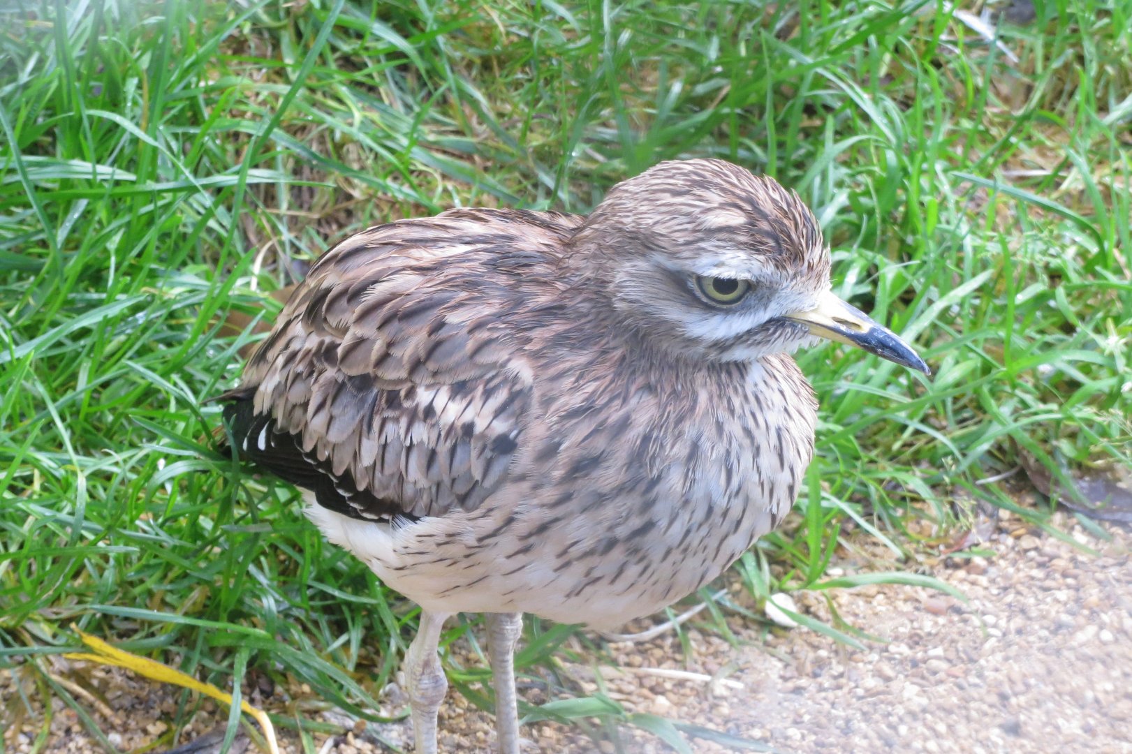 Eurasian stone-curlew 081019