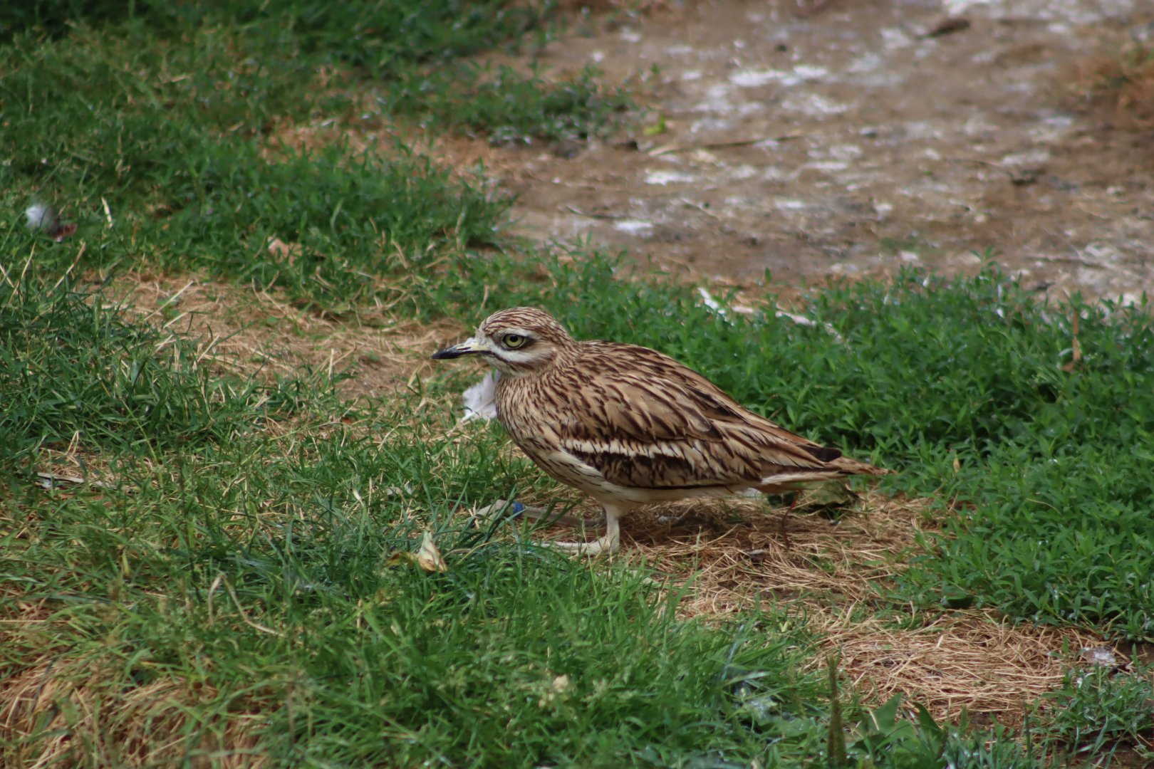 Eurasian Stone-curlew - 6th July 2024