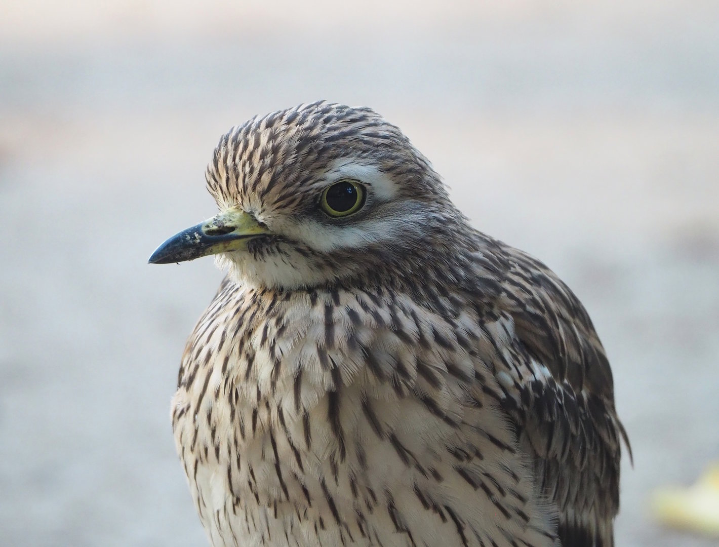 Eurasian stone-curlew (Burhinus oedicnemus), 2022-10-19
