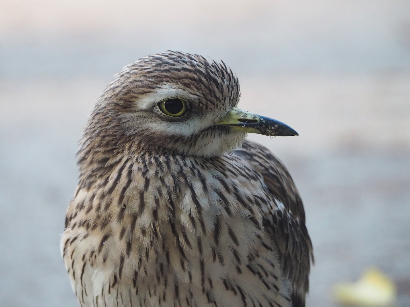 Eurasian stone-curlew (Burhinus oedicnemus), 2022-10-19