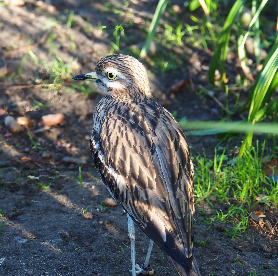Eurasian stone-curlew (Burhinus oedicnemus), 2022-11-12