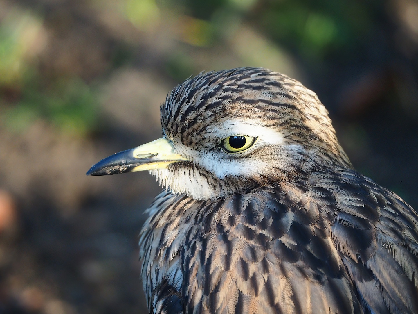 Eurasian stone-curlew (Burhinus oedicnemus), 2022-11-12