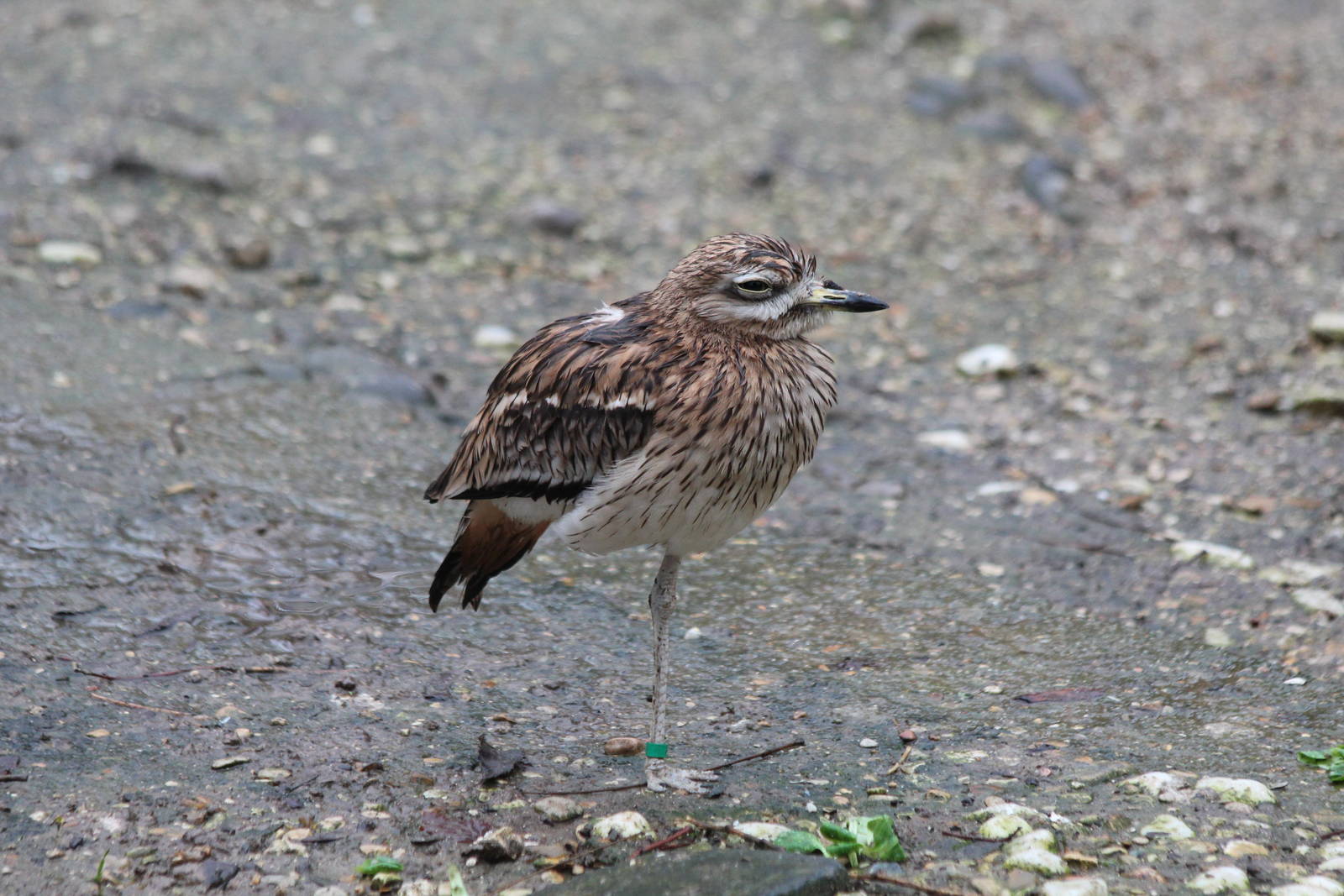Eurasian Stone Curlew - Jan 2014