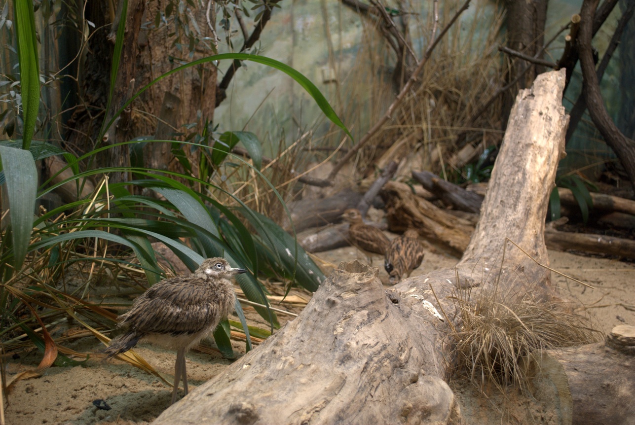 Eurasian Stone-Curlew