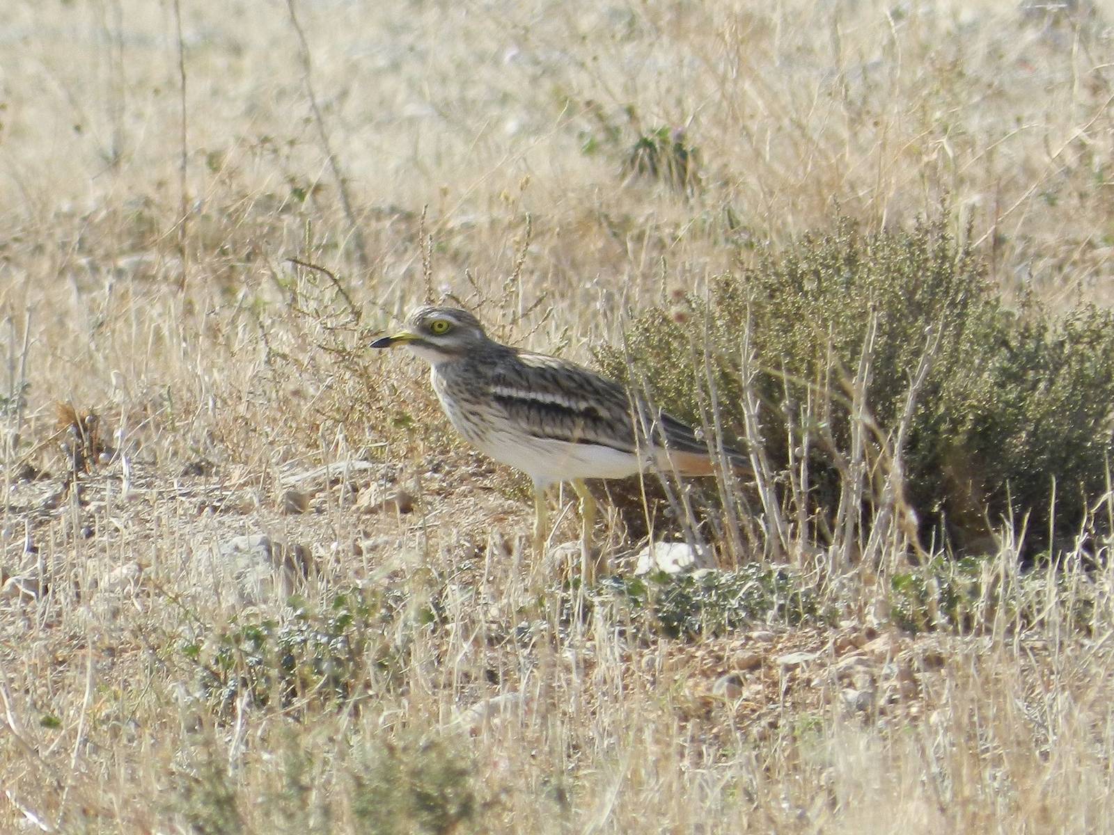 Eurasian Stone-curlew