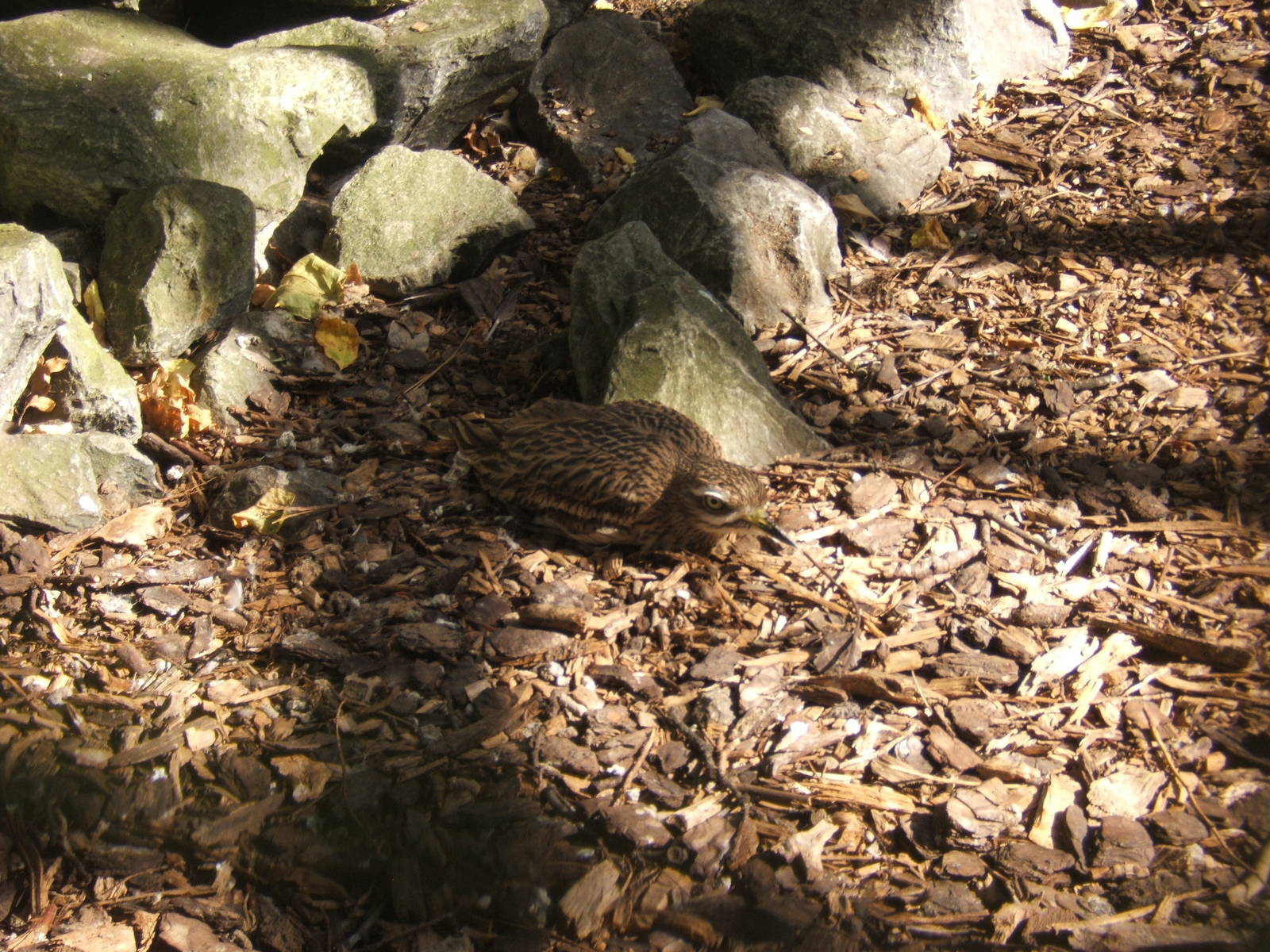 Eurasian Stone-curlew