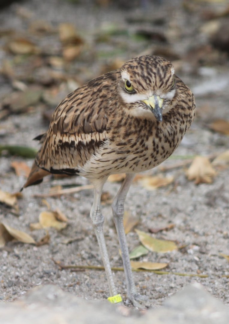 Eurasian stone-curlew