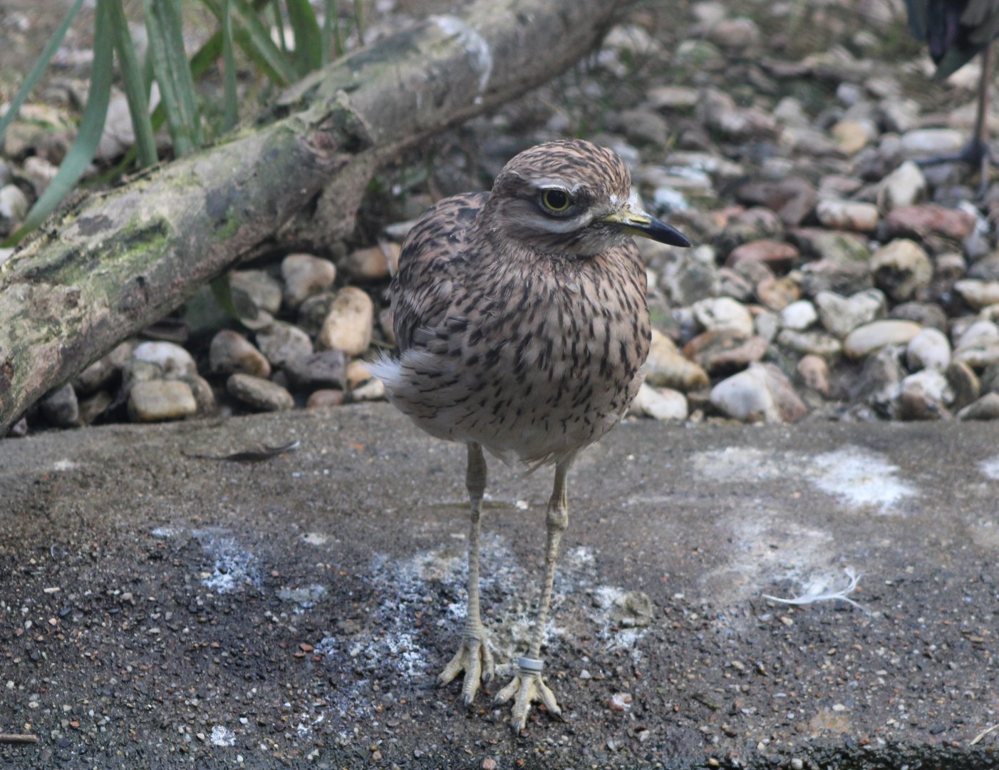 Eurasian stone-curlew
