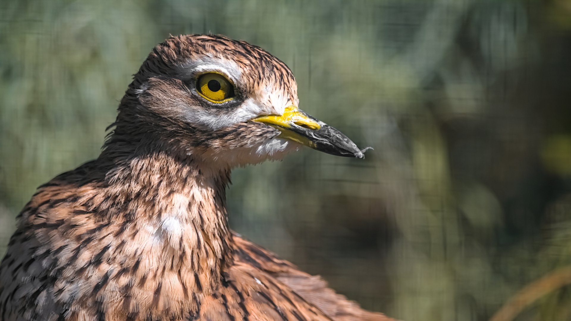Eurasian stone-curlew