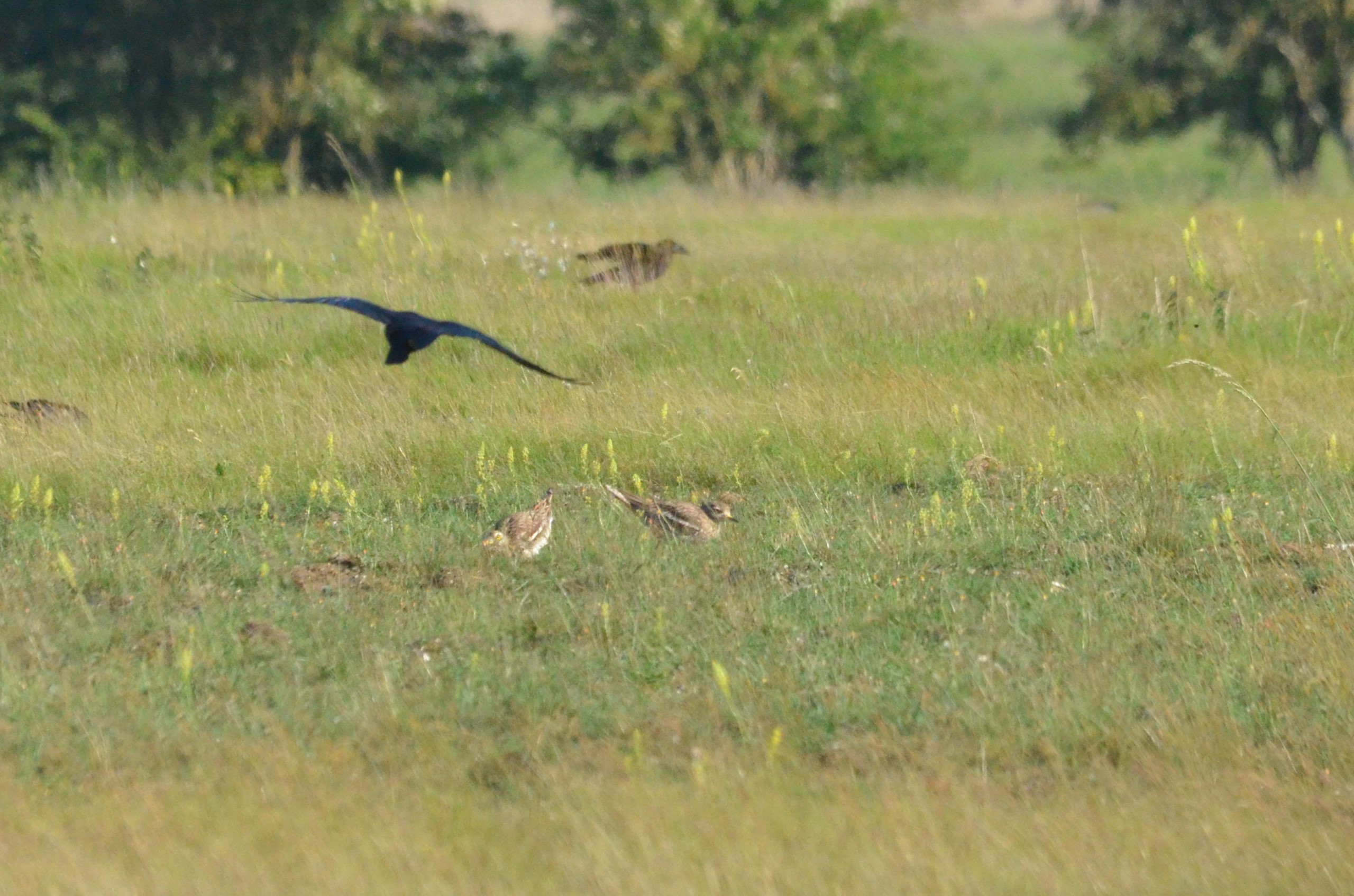 Eurasian Stone Curlews, Weeting Heath, 10/06/17