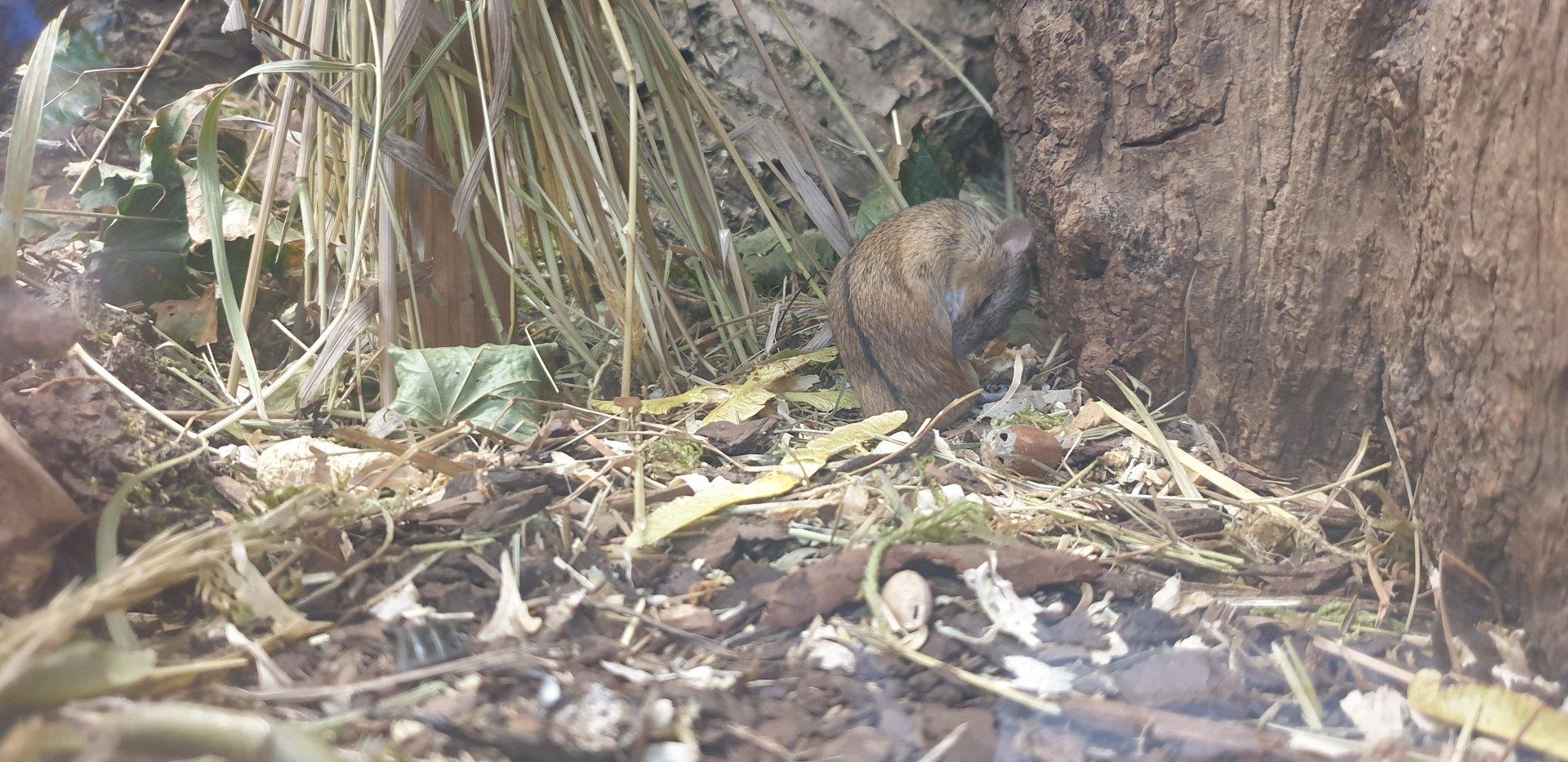 Eurasian Striped Field Mouse