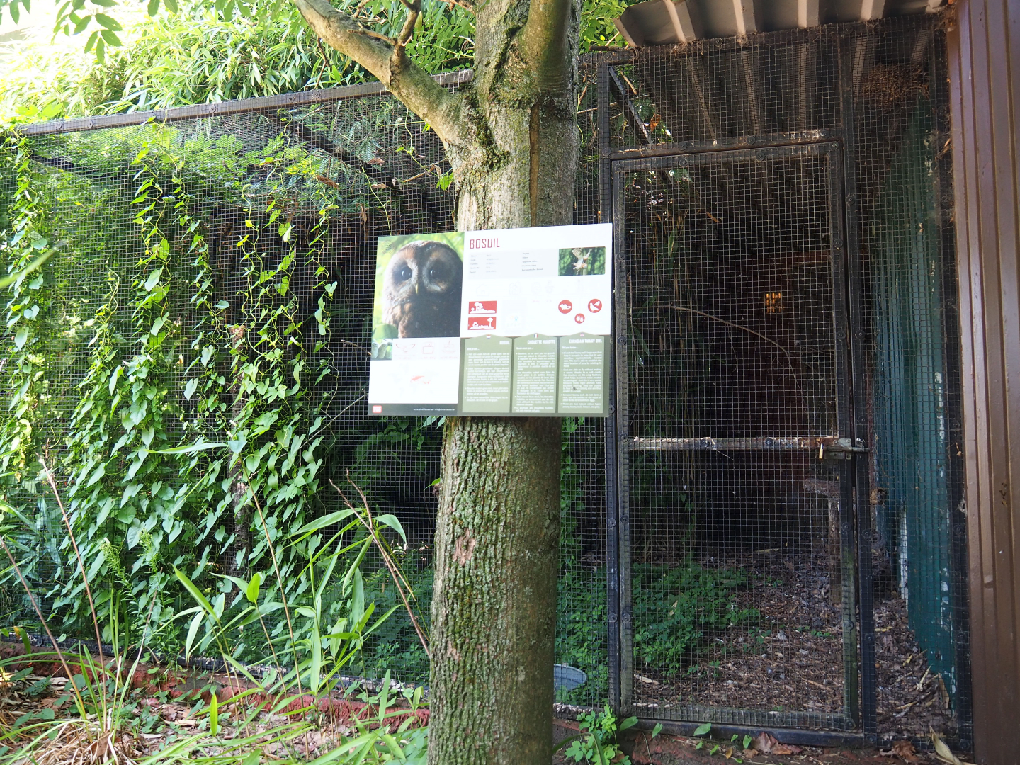 Eurasian tawny owl aviary, 2019-08-04