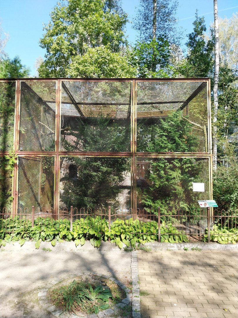 Eurasian Tawny Owl (Stric aluco) & Lady Amherst Pheasant (Chrysolophus amherstiae)