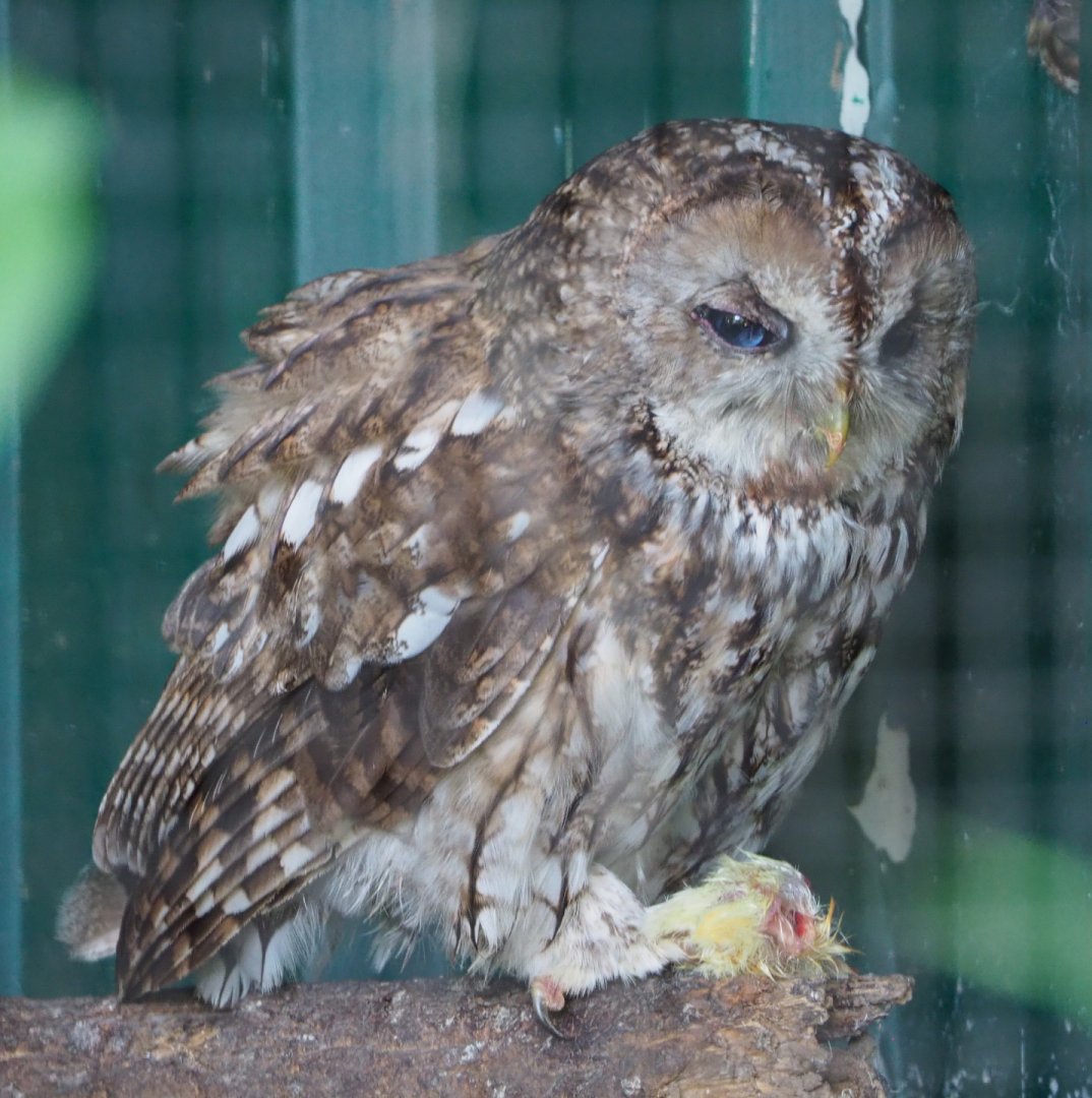 Eurasian tawny owl (Strix aluco), 2020-06-20