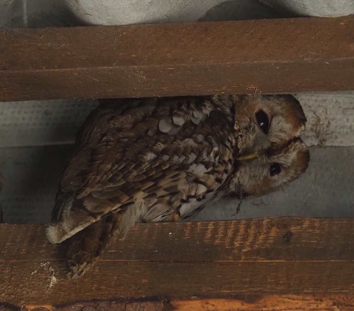 Eurasian tawny owl (Strix aluco), 2024-05-21