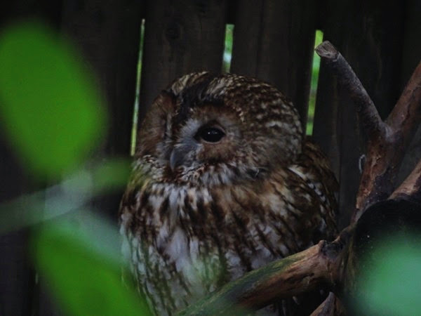 Eurasian tawny owl (Strix aluco)