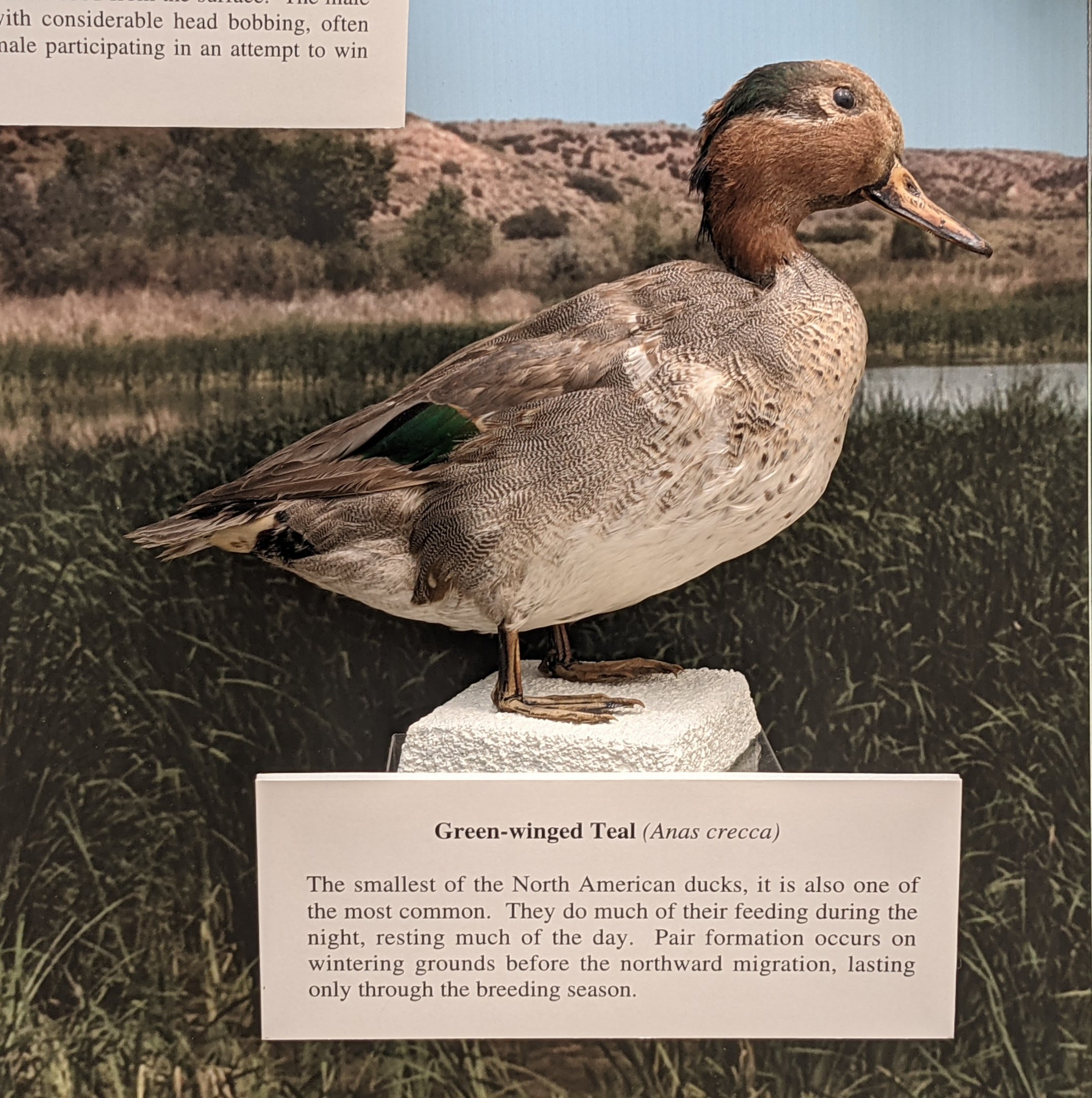Eurasian teal (Anas crecca)