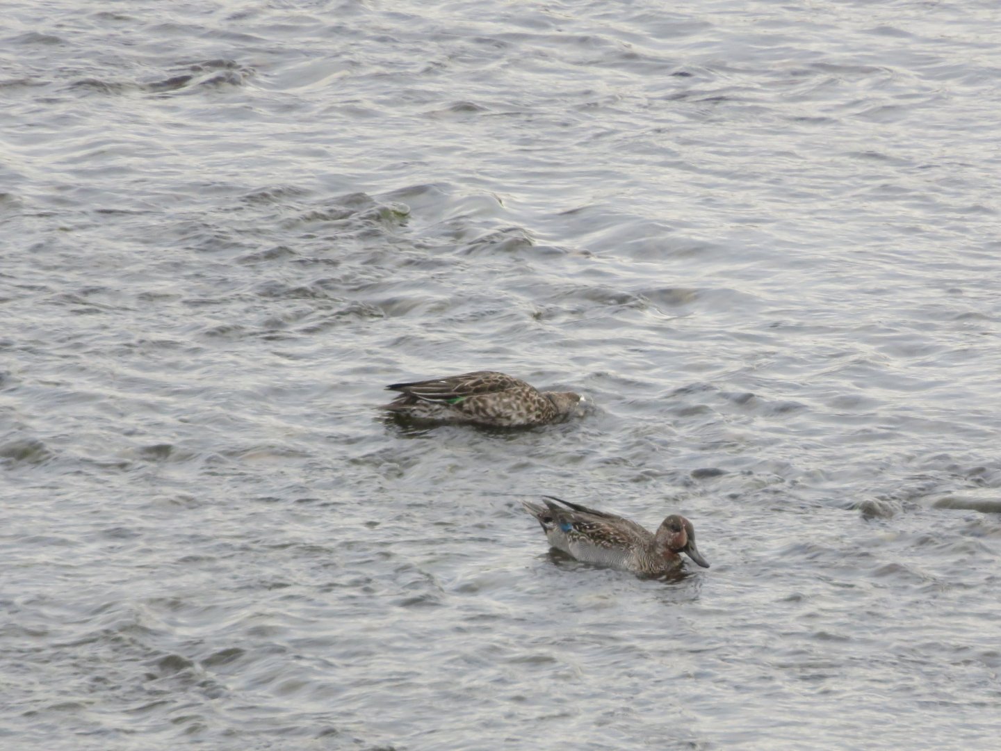 Eurasian Teal(Anas Crecca)