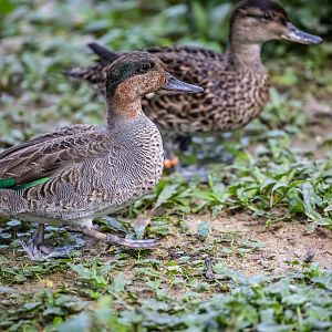 Eurasian Teal ( Anas crecca)