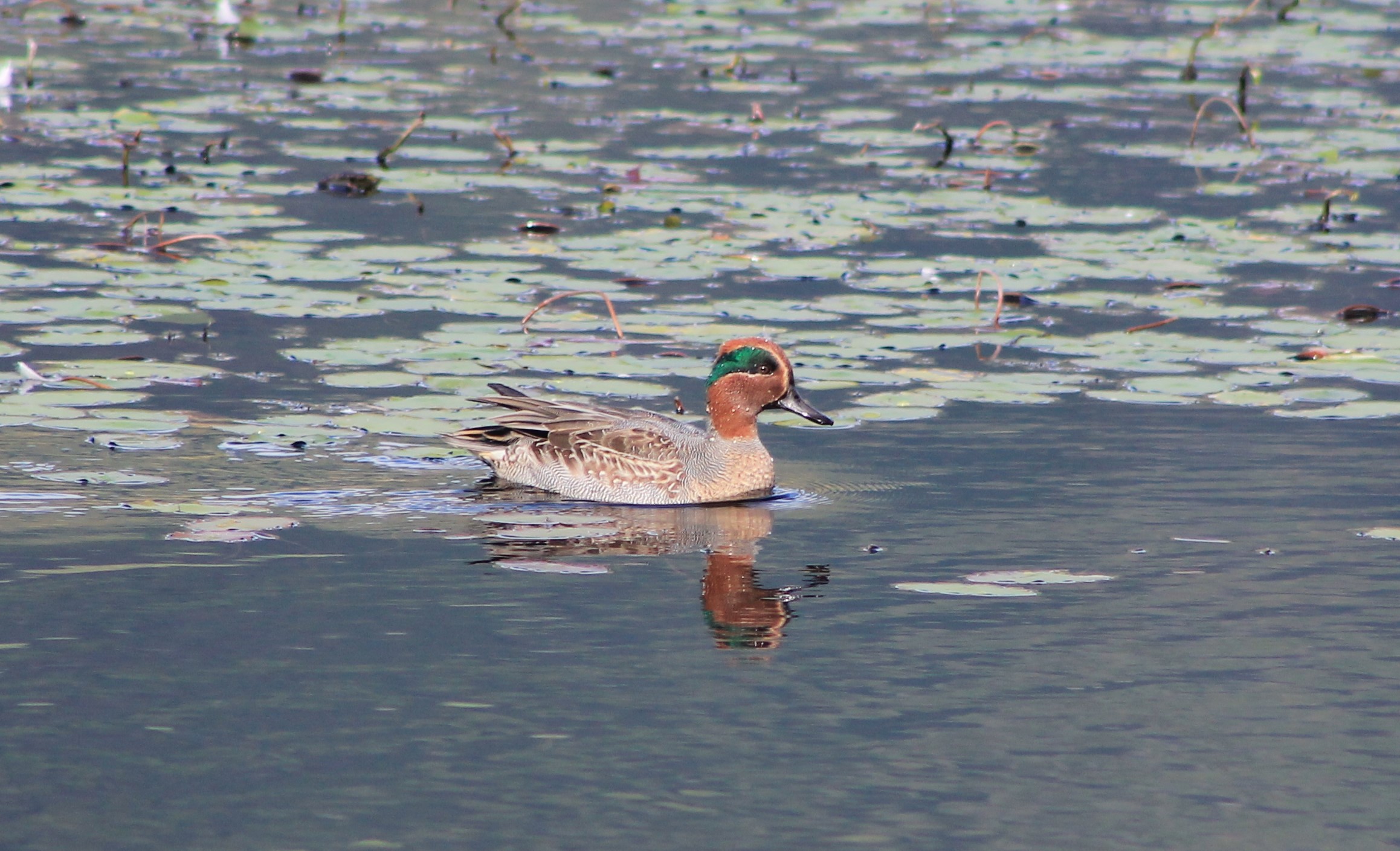 Eurasian Teal (Anas crecca)