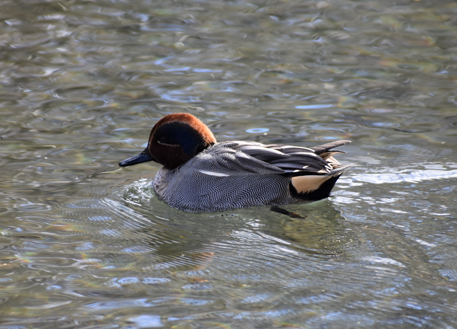 Eurasian Teal ~ Karuizawa