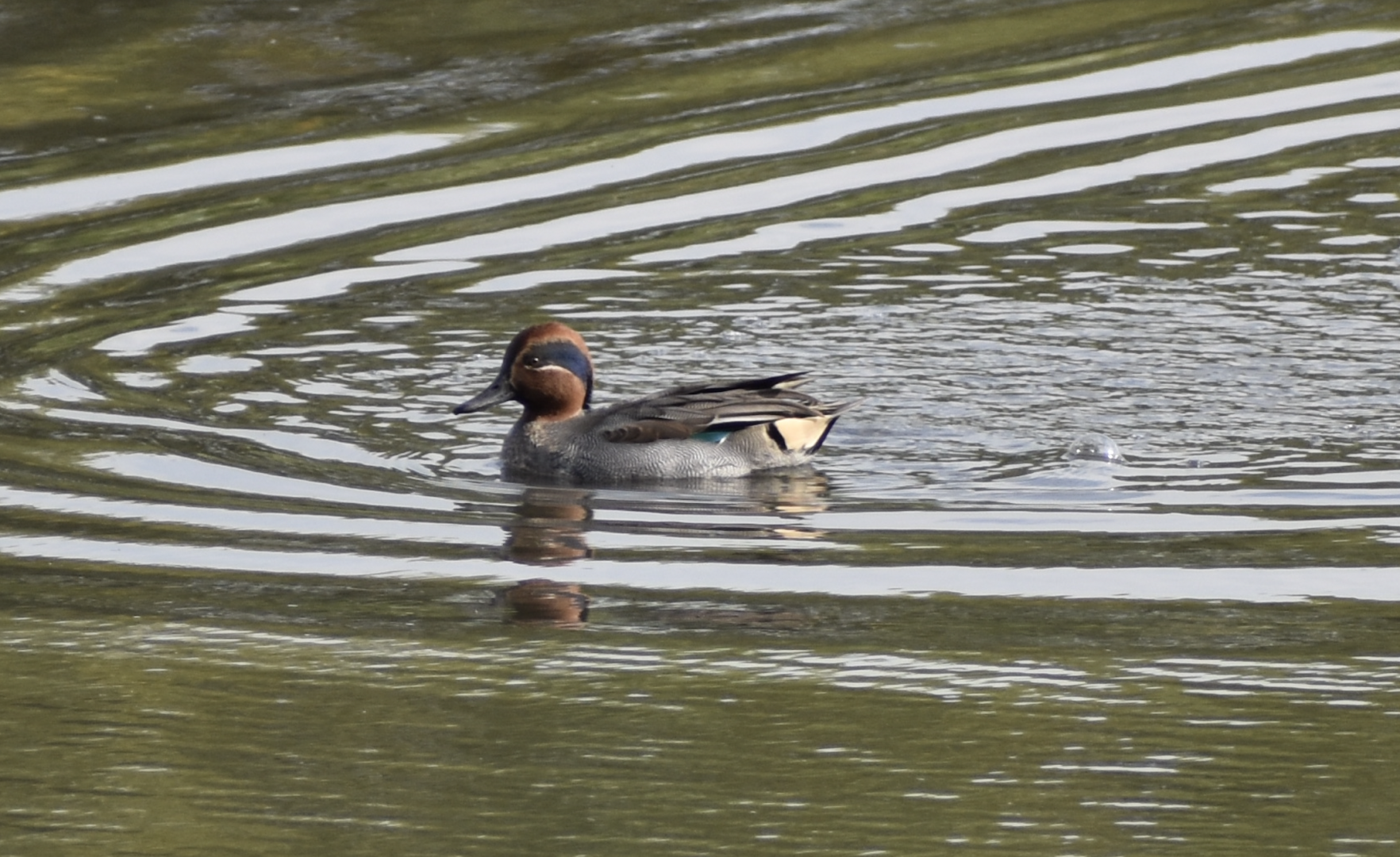 Eurasian Teal - Tokyo Port Wild Bird Park