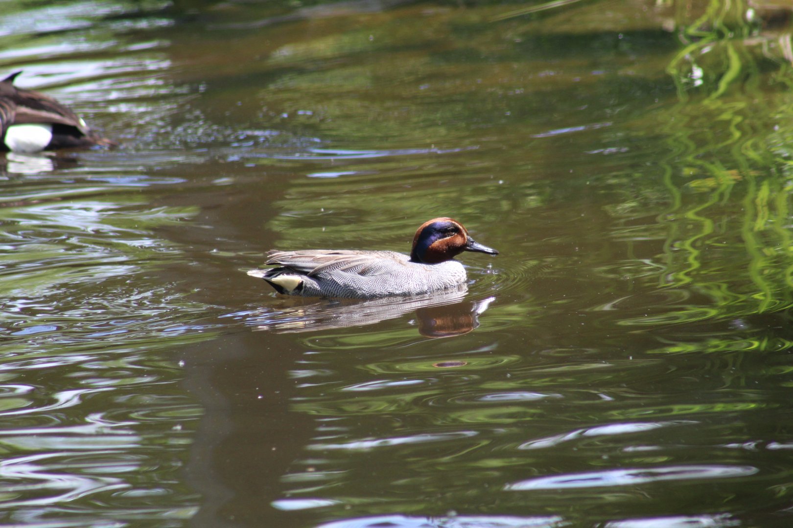 Eurasian Teal