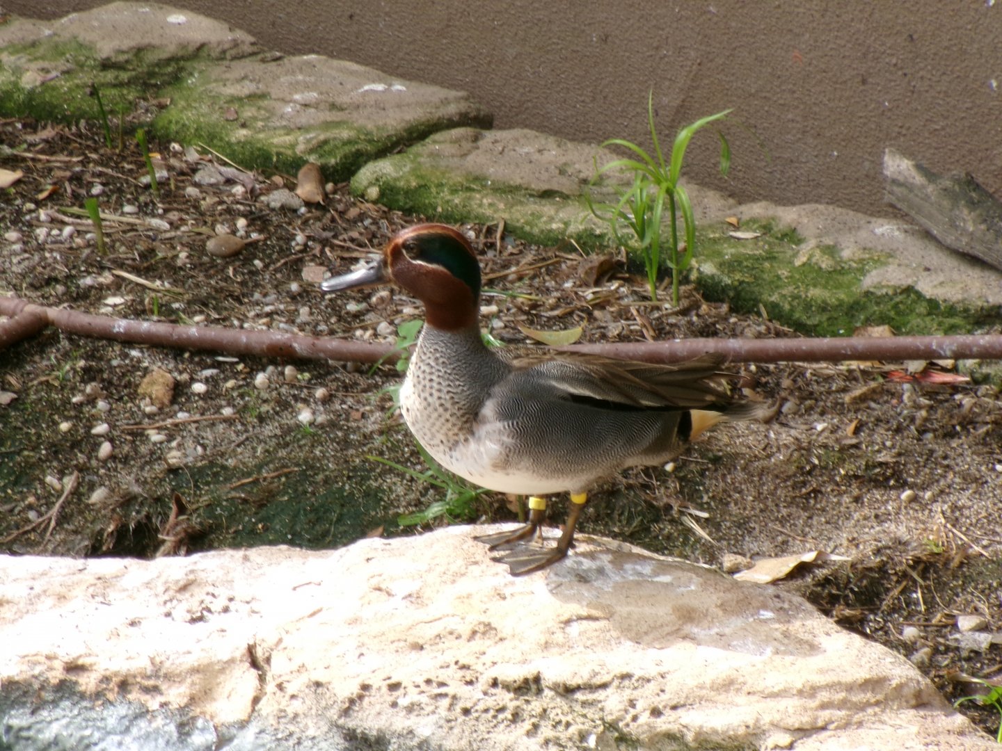 Eurasian teal