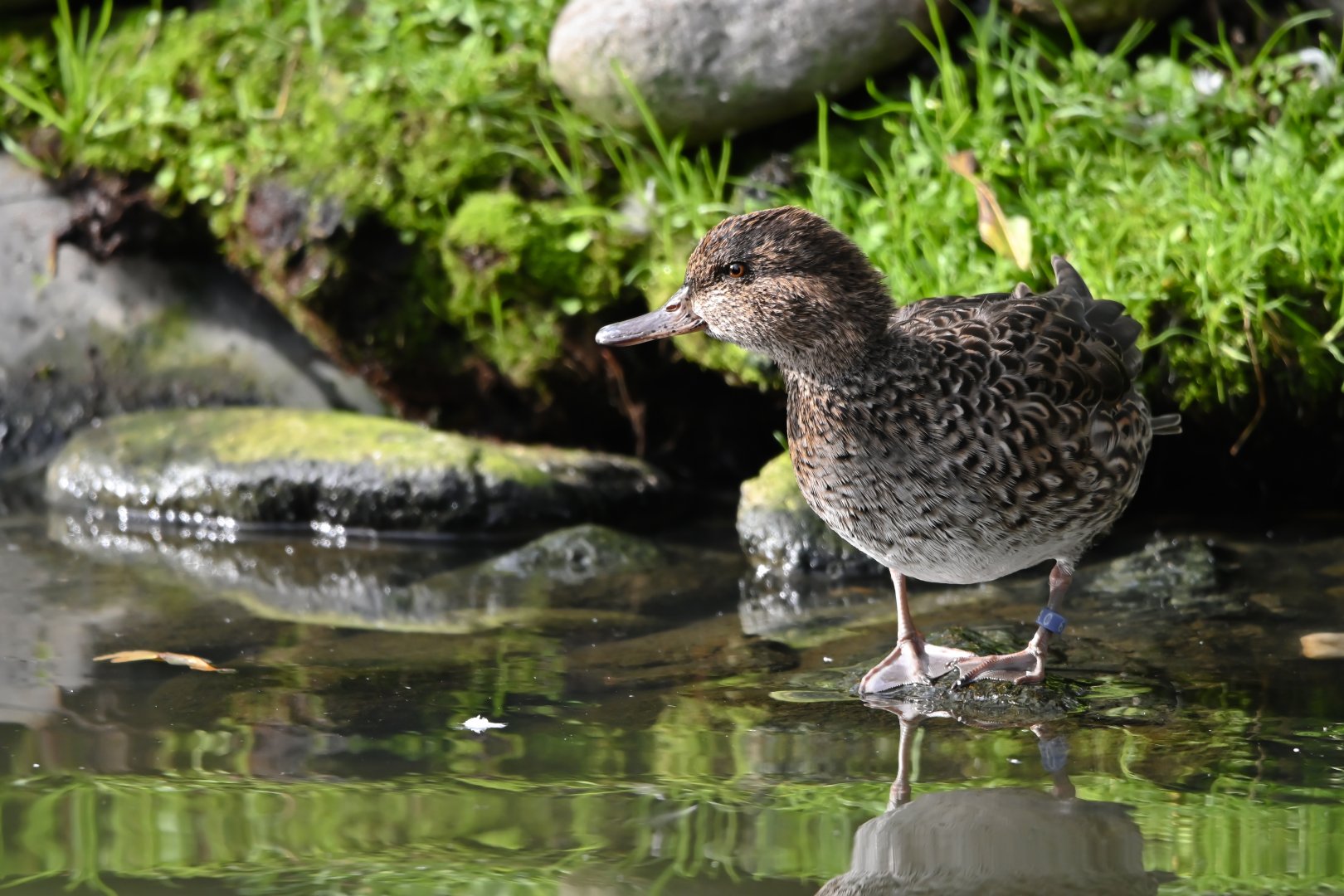 Eurasian teal