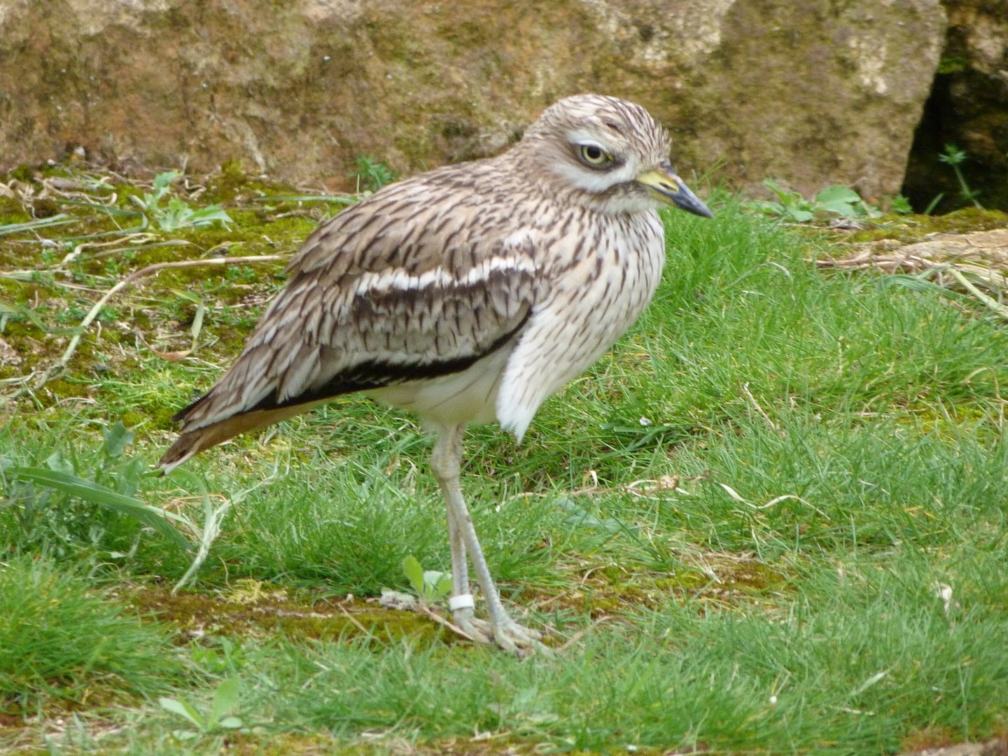 Eurasian thick-knee -Bioparc de Doué la Fontaine (2025)