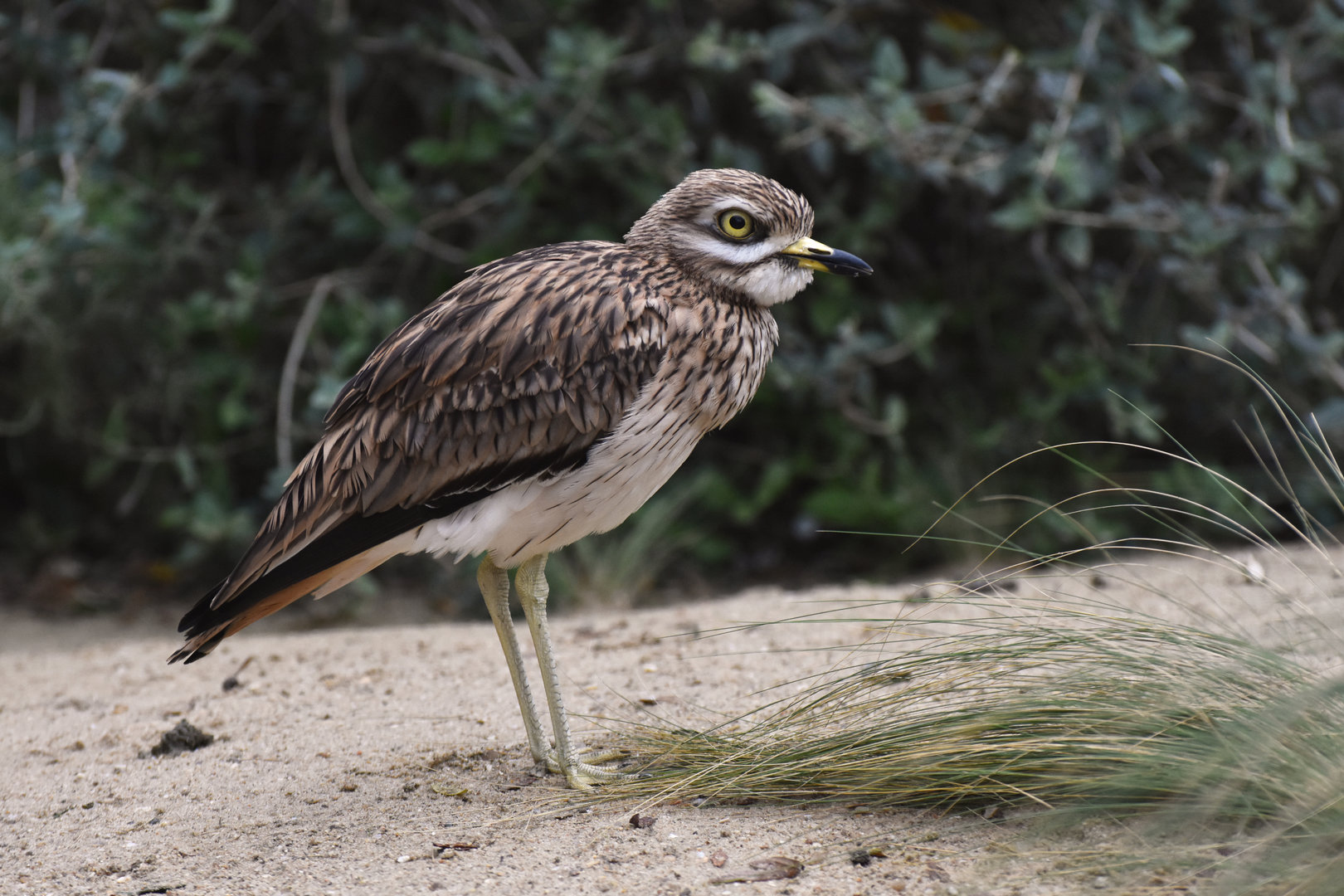 Eurasian Thick-knee Burhinus oedicnemus