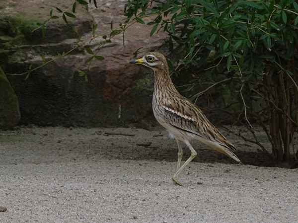 Eurasian thick-knee (Burhinus oedicnemus)