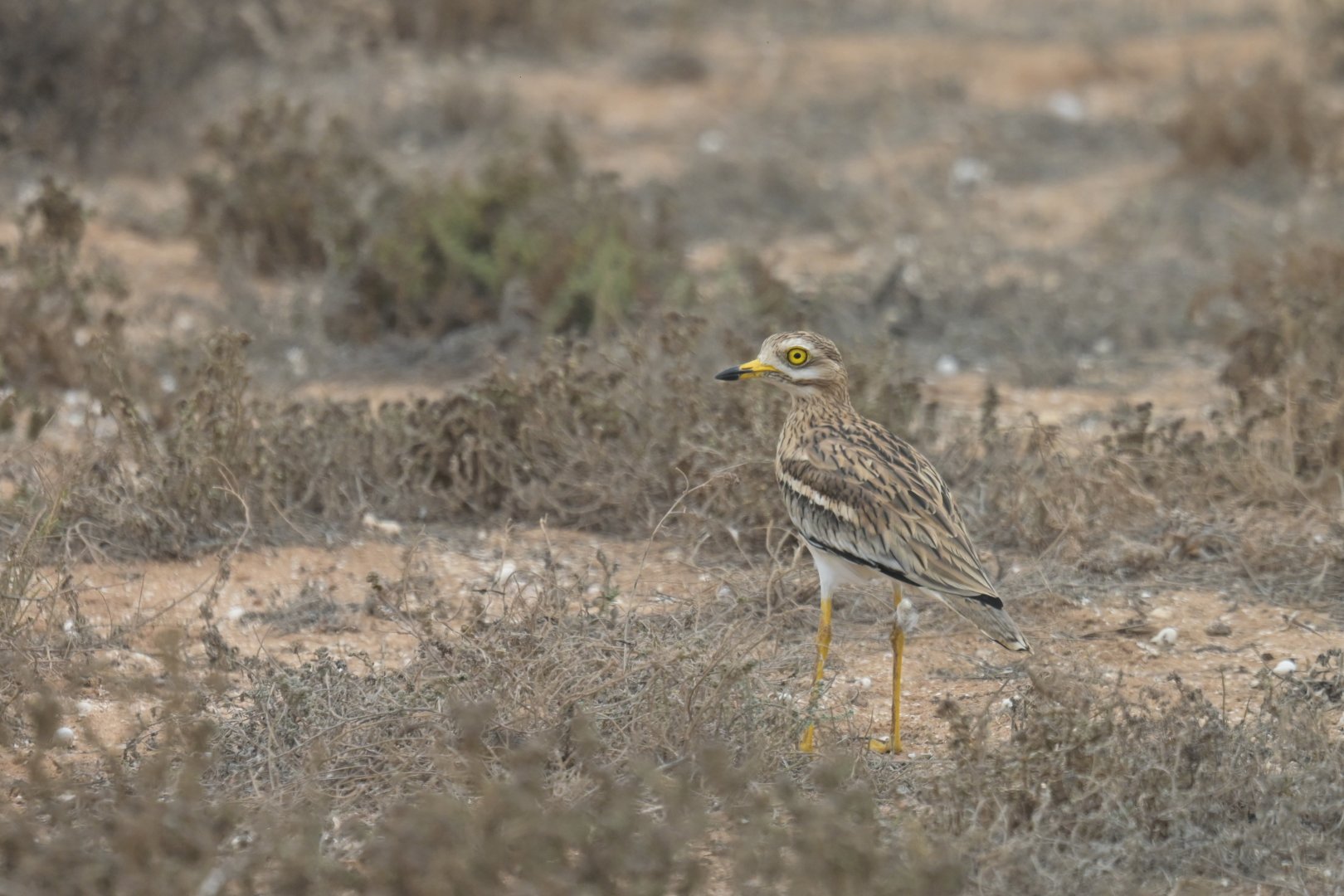 Eurasian Thick-knee Burhinus oedicnemus