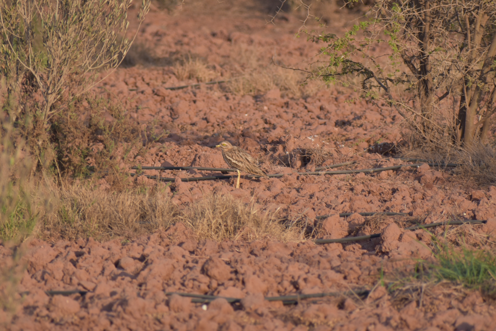 Eurasian thick-knee ssp. saharae
