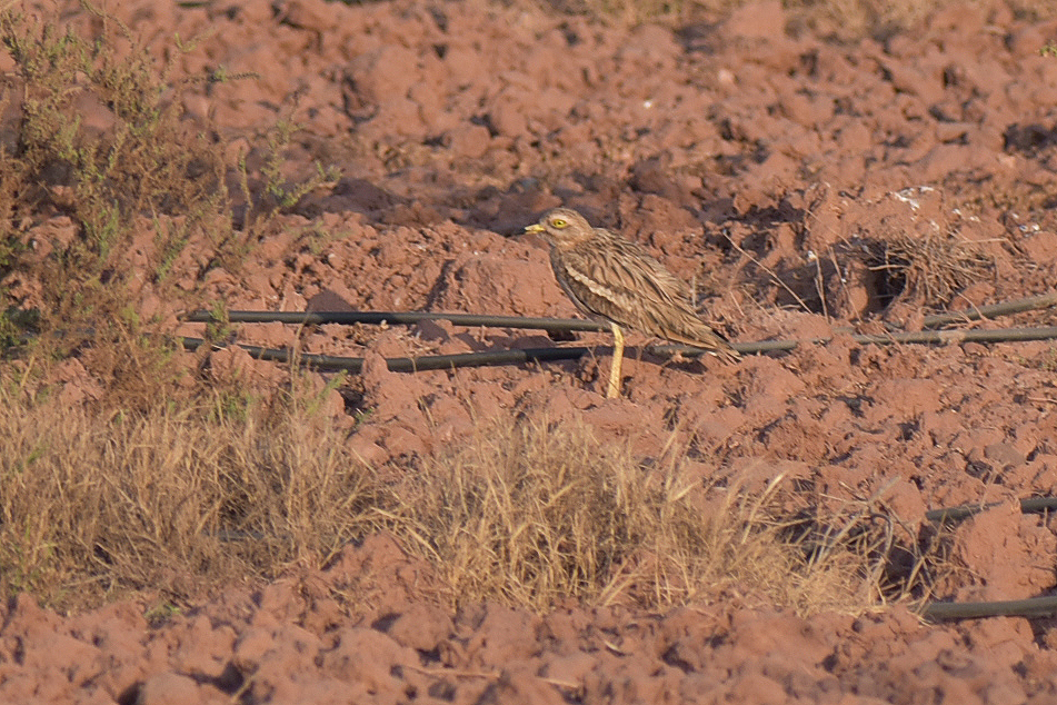 Eurasian thick-knee ssp. saharae