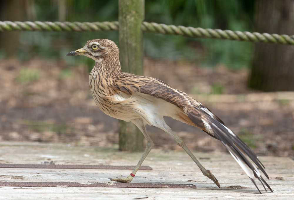 Eurasian thick-knee / stone-curlew (European thick-knee / stone-curlew) : Cotswold WP : 14 Jun 2019