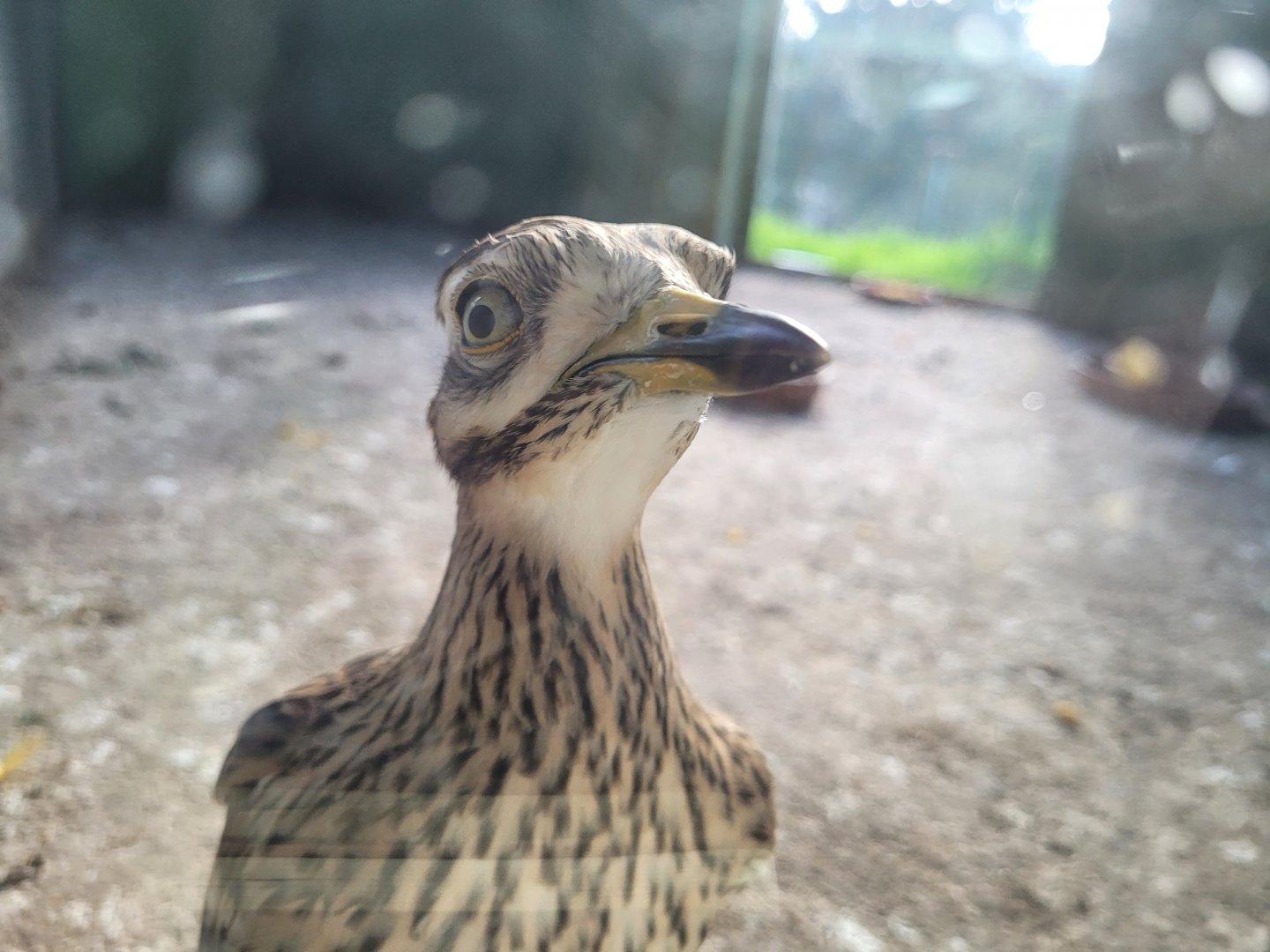 Eurasian thick-knee -Zoo de Santillana del Mar (2023)