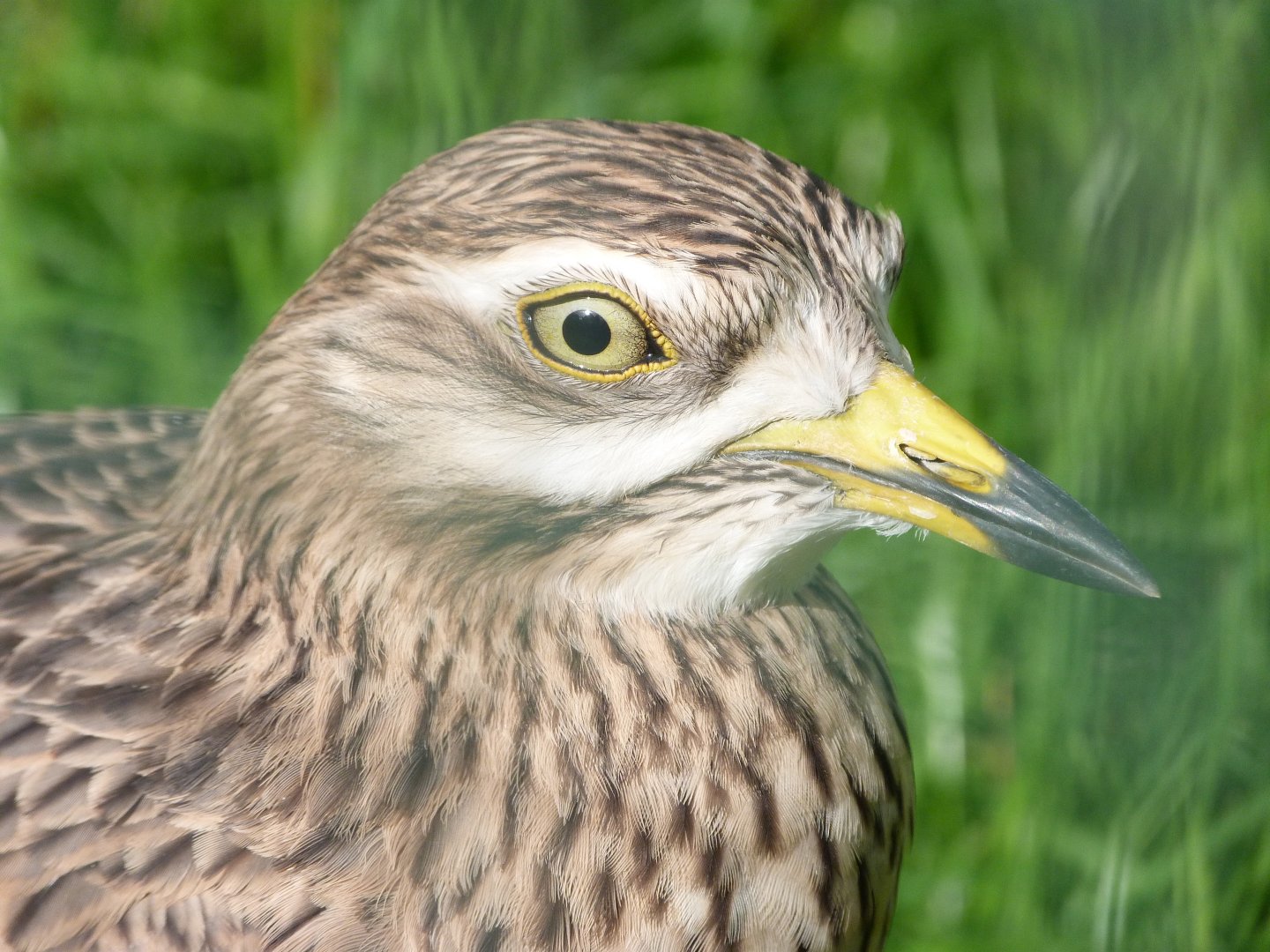 Eurasian thick-knee -Zoo de Santillana del Mar (2024)