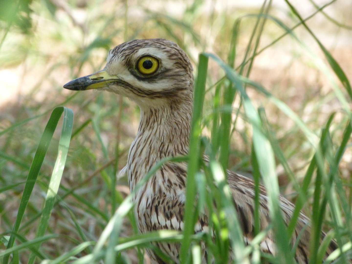 Eurasian thick-knee -Zoodyssée (2025)
