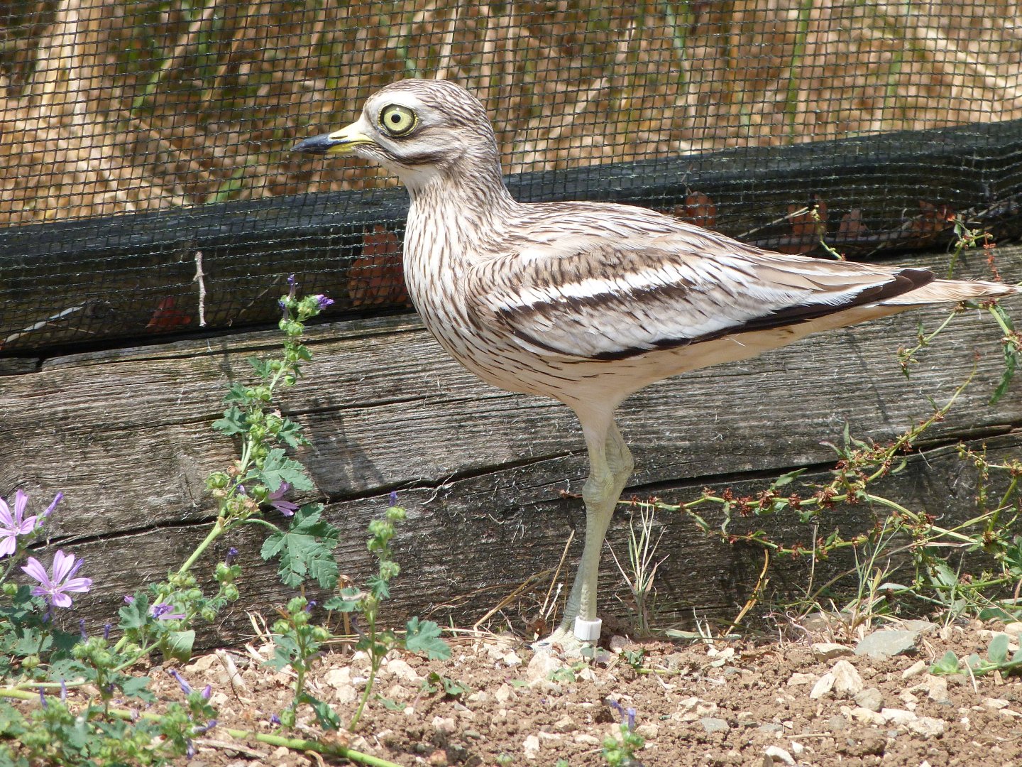 Eurasian thick-knee -Zoodyssée (2025)