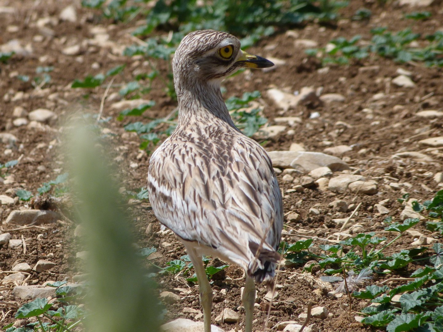 Eurasian thick-knee -Zoodyssée (2025)