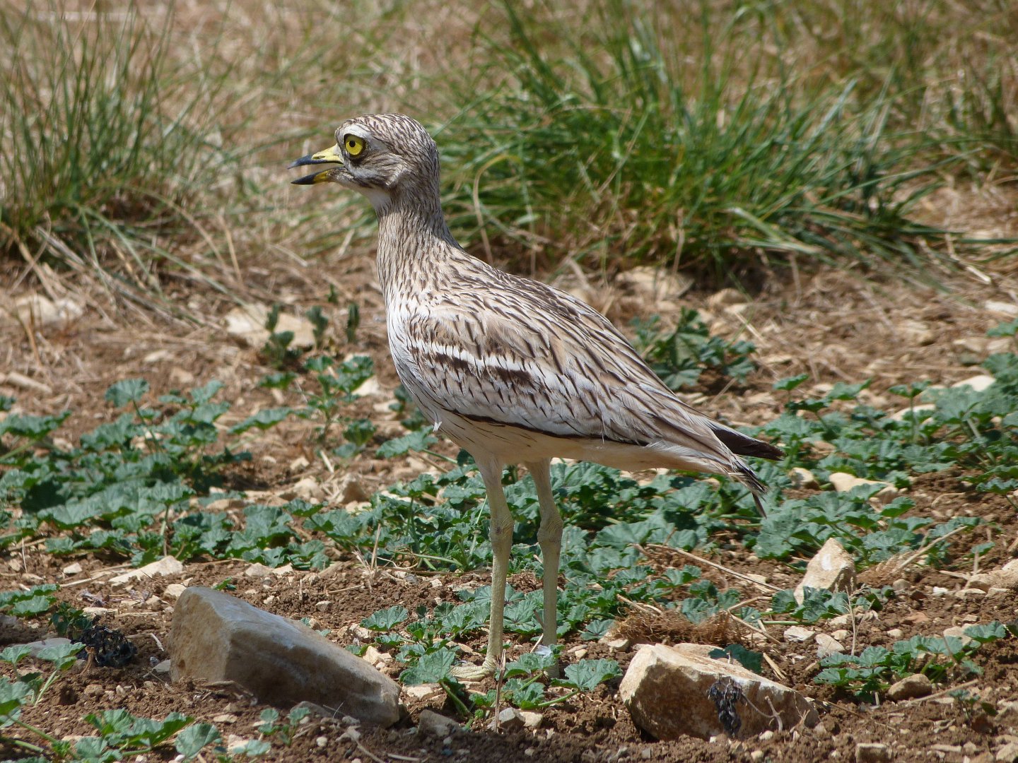 Eurasian thick-knee -Zoodyssée (2025)