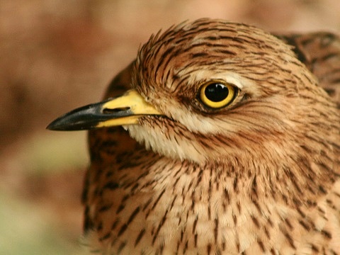 Eurasian Thick-knee