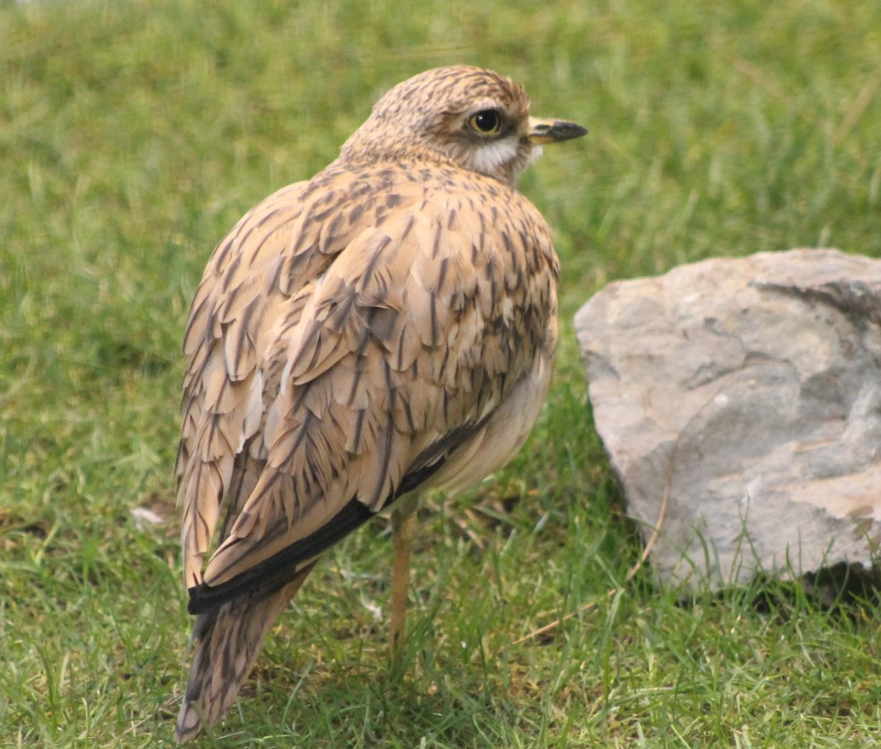Eurasian thick-knee