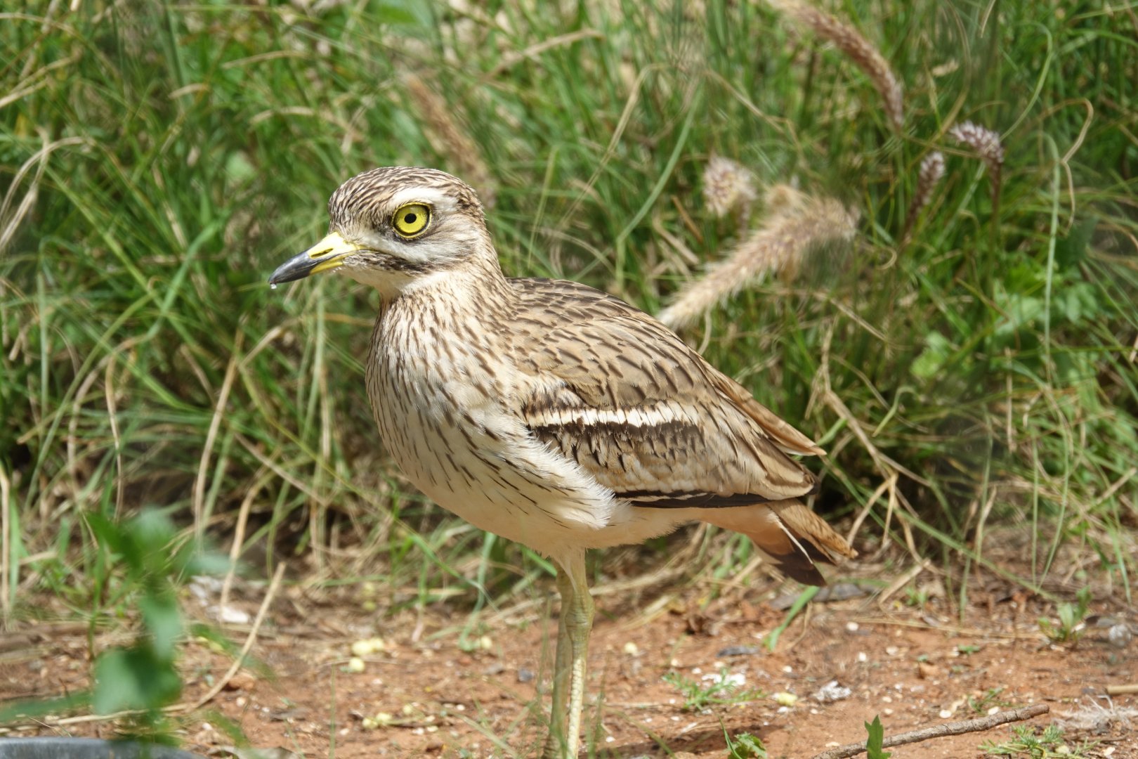 Eurasian Thick-knee