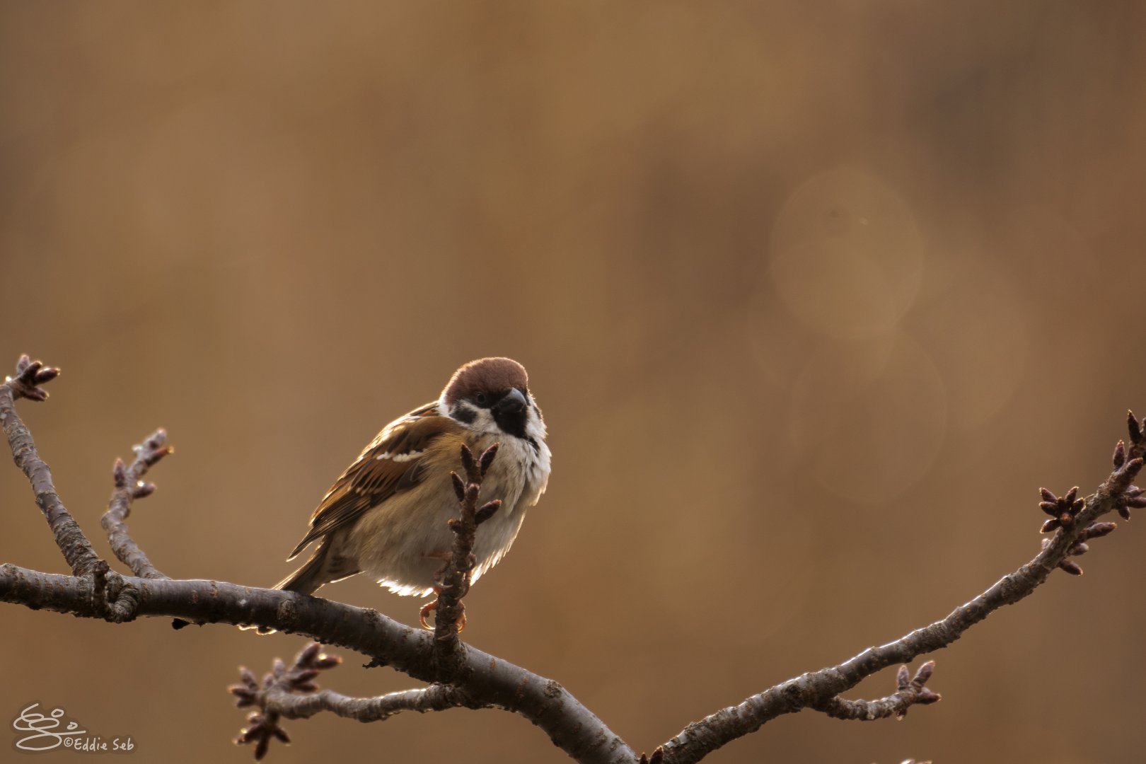 Eurasian Tree Sparrow - I had some fun with editing this picture...