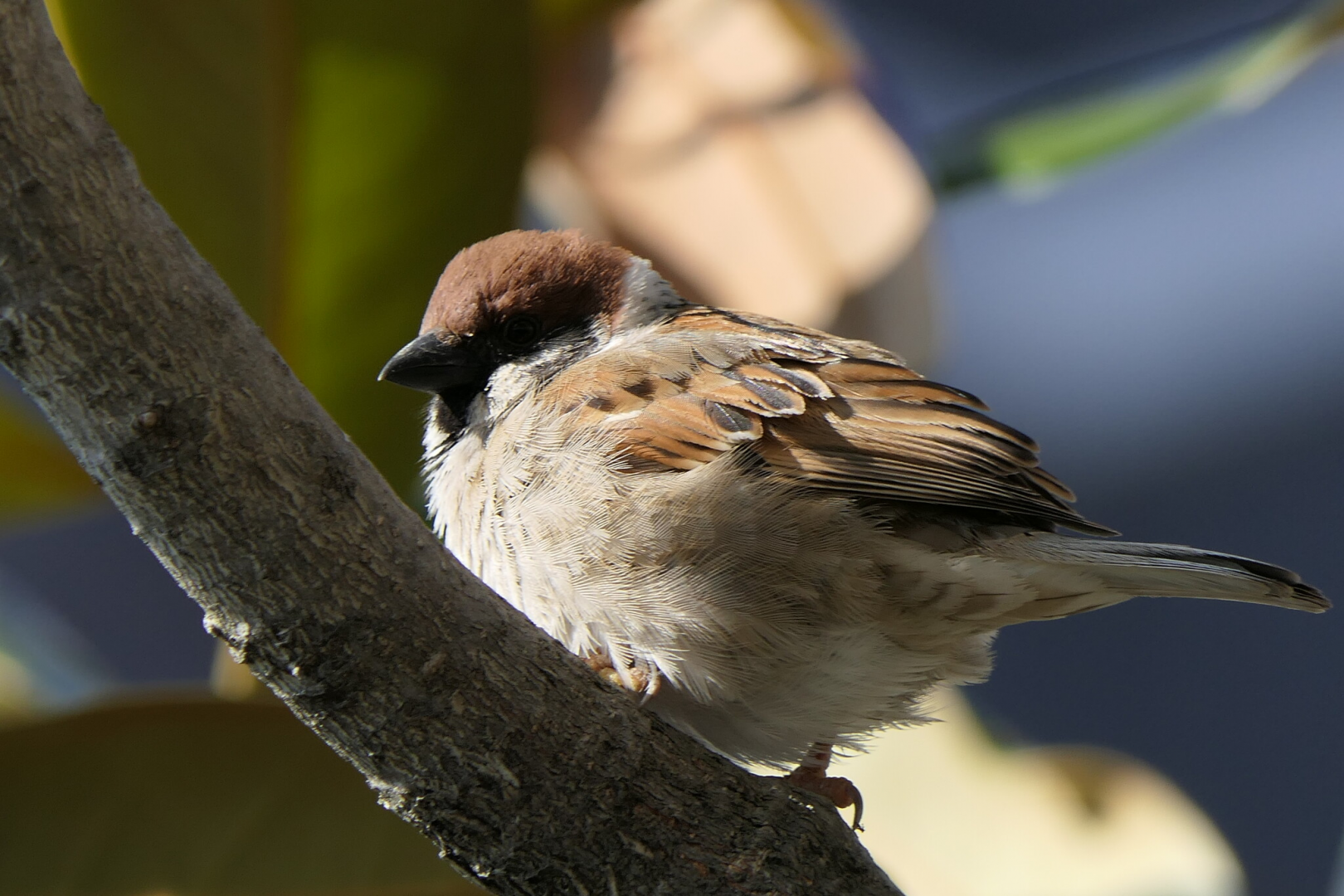 Eurasian Tree Sparrow (Passer montanus saturatus).