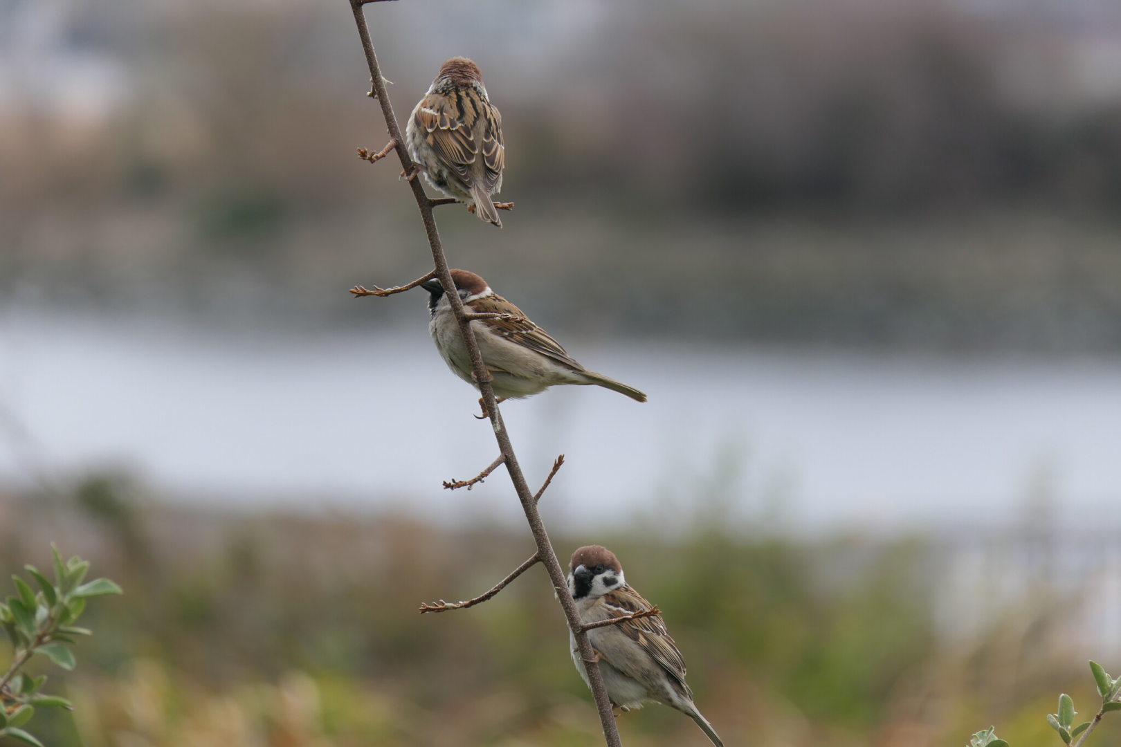 Eurasian Tree Sparrow (Passer montanus saturatus)