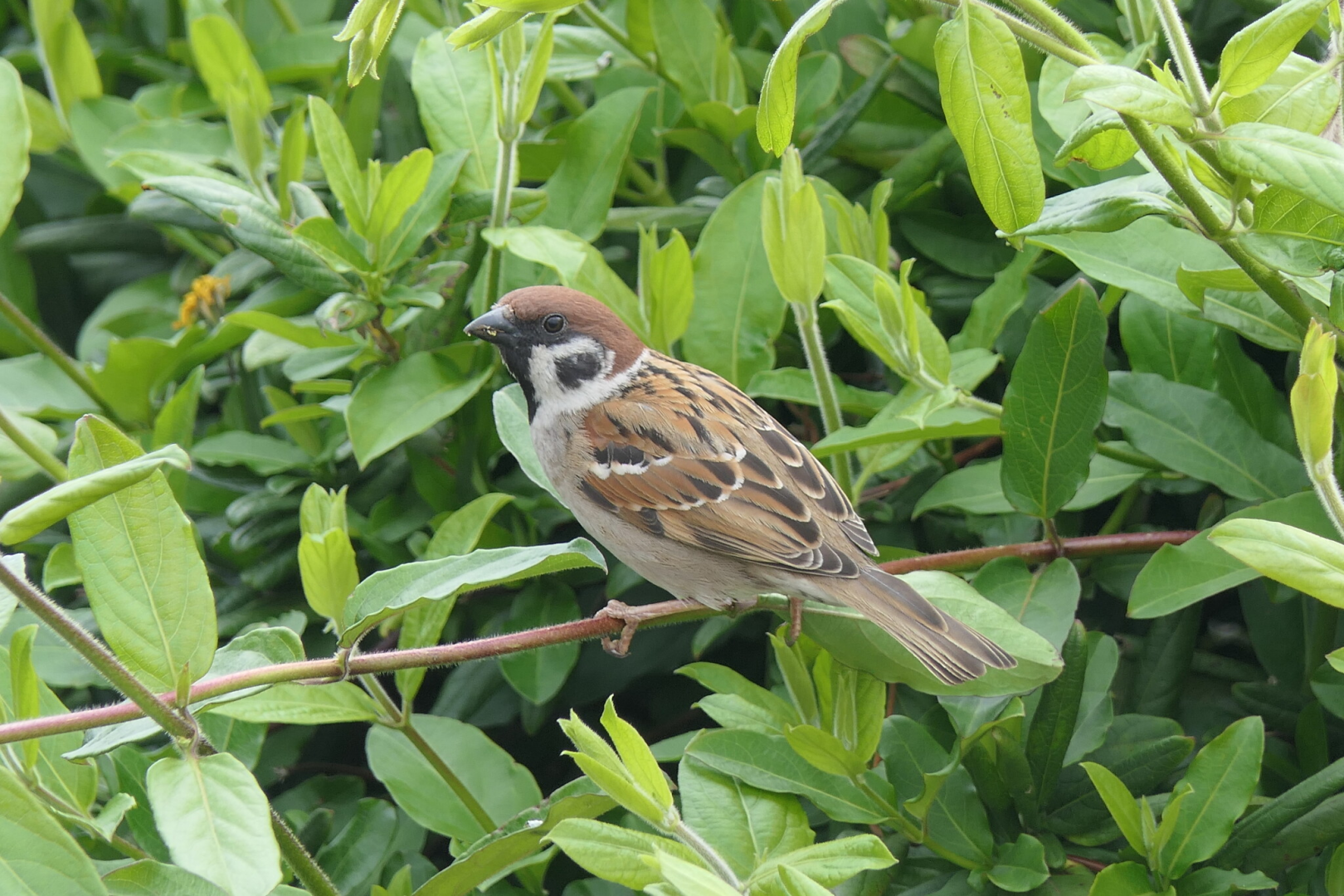 Eurasian Tree Sparrow (Passer montanus saturatus)
