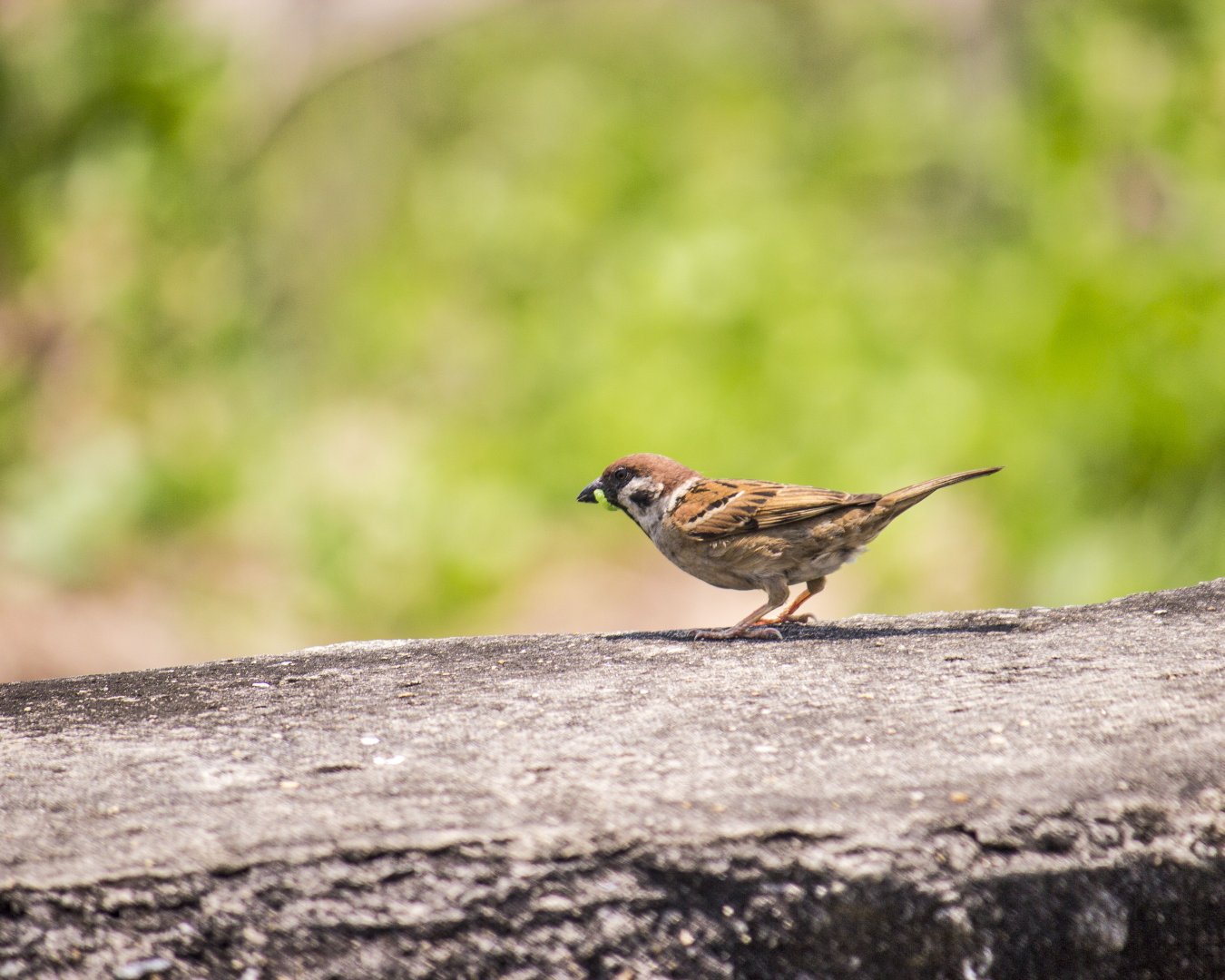 Eurasian tree sparrow, Passer montanus